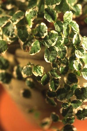 定評のある美しいカメリアキャンドル